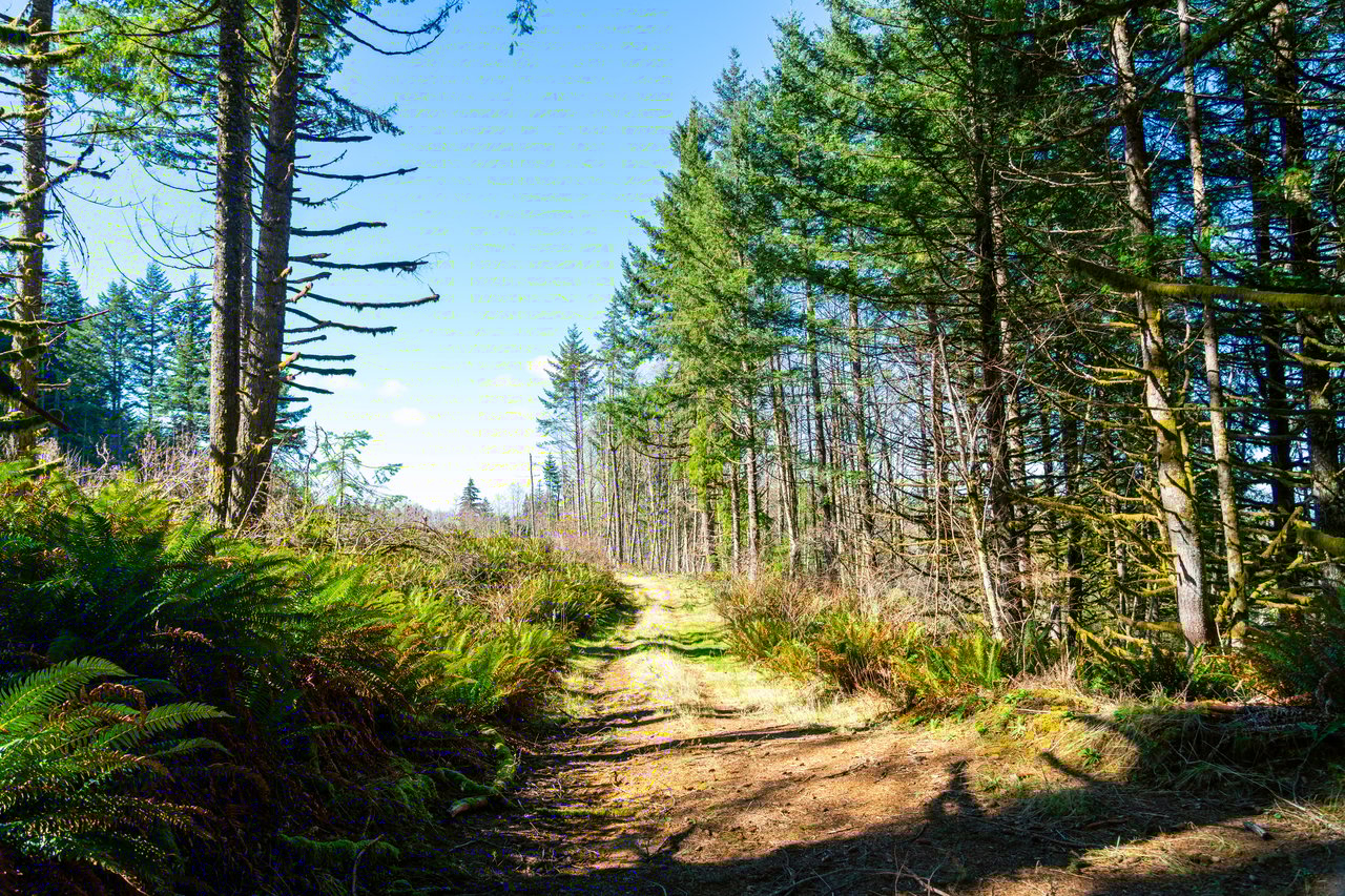 Marion Woods - Auction