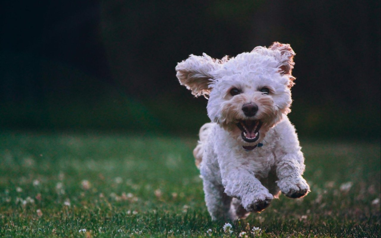 Fun with Your Pets in Las Vegas