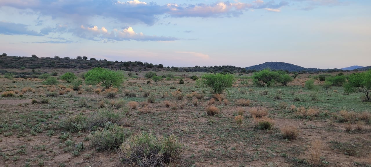 Blue Bell Quarter Horses