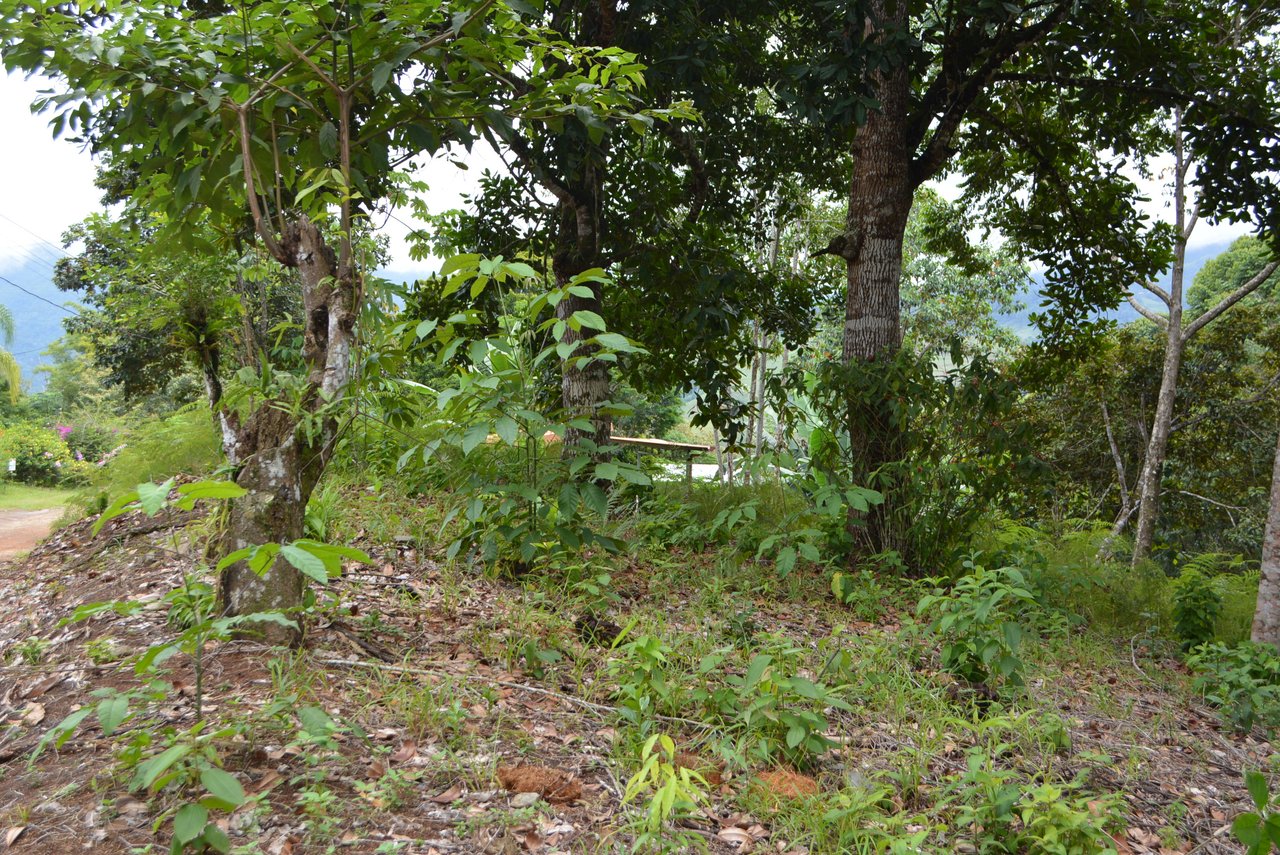 7.6 Acres Calle Camaron Platanillo