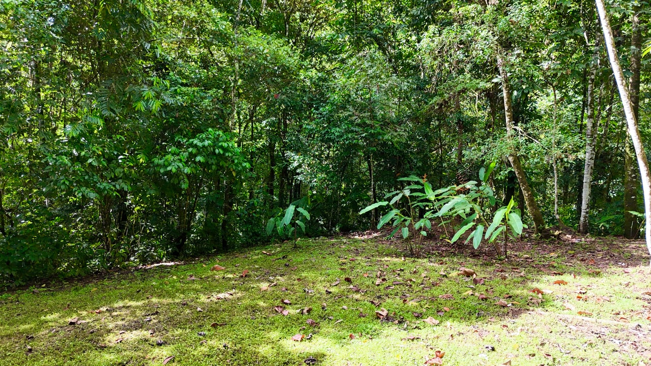 Selva Vista Estate – 5.9 Acres of Wild Beauty