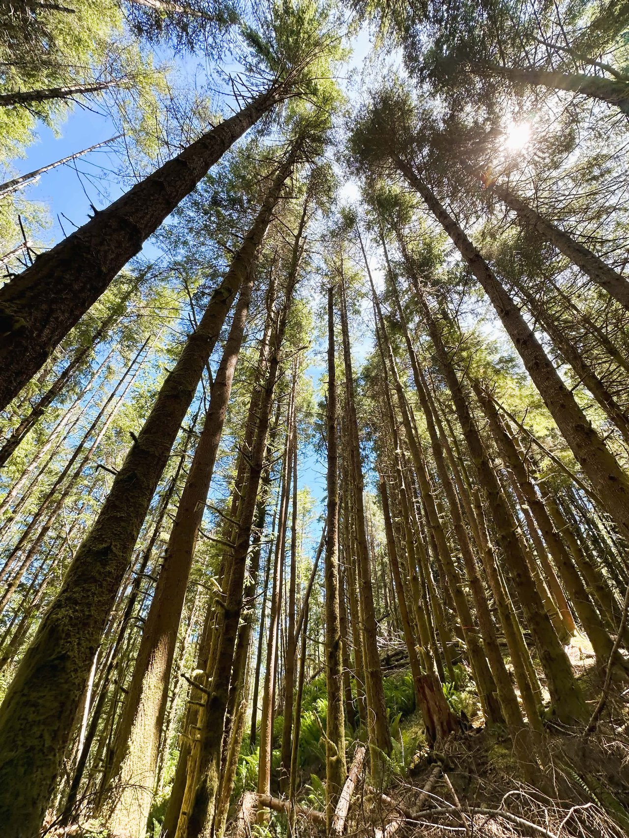 Yaquina Forest