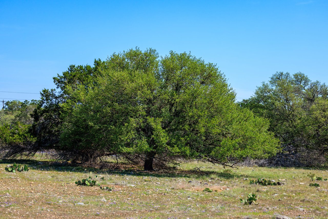 Morse Ranch