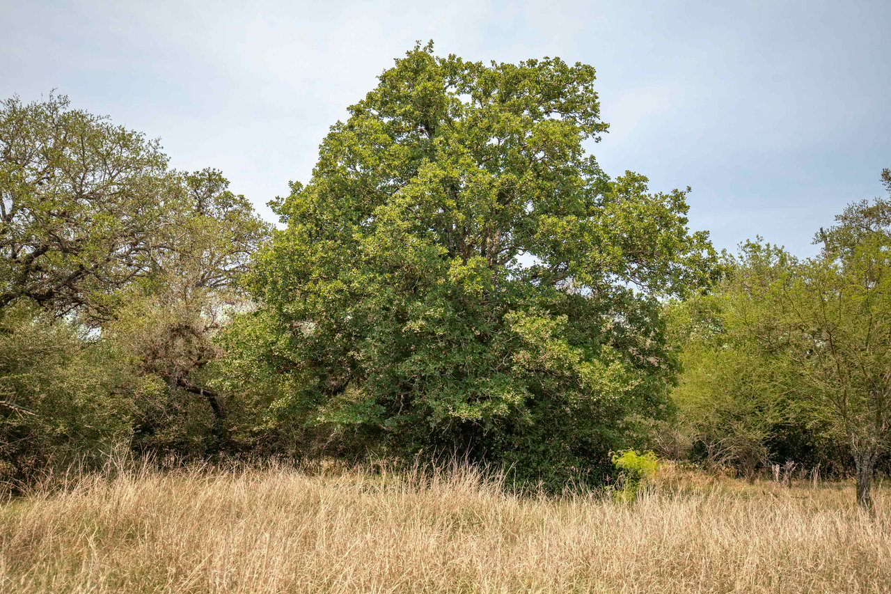 Green DeWitt Rd | 40.82± Acres | DeWitt County