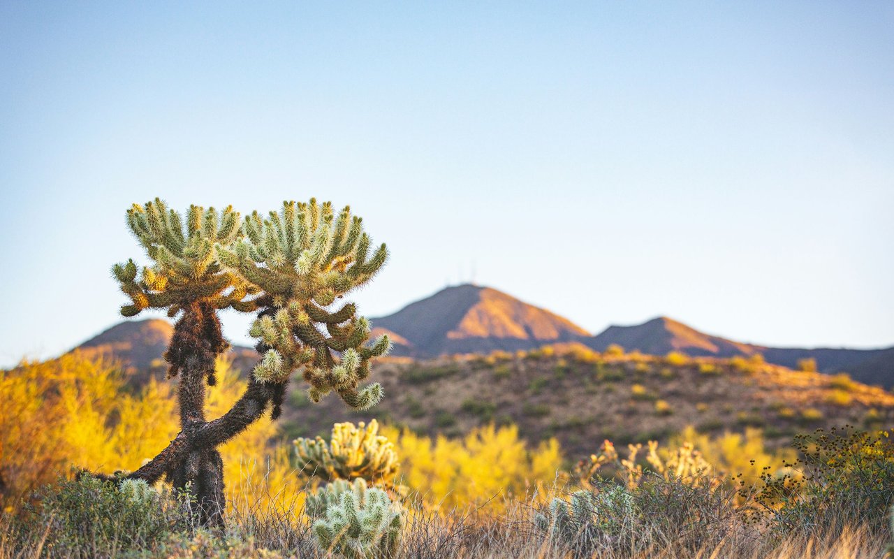 Newberry Springs