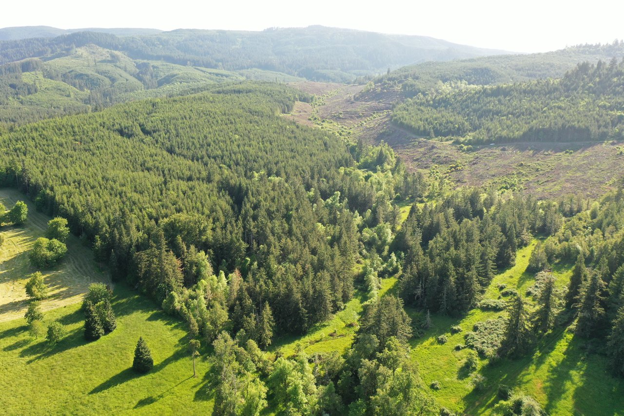 KIMBALL FOREST