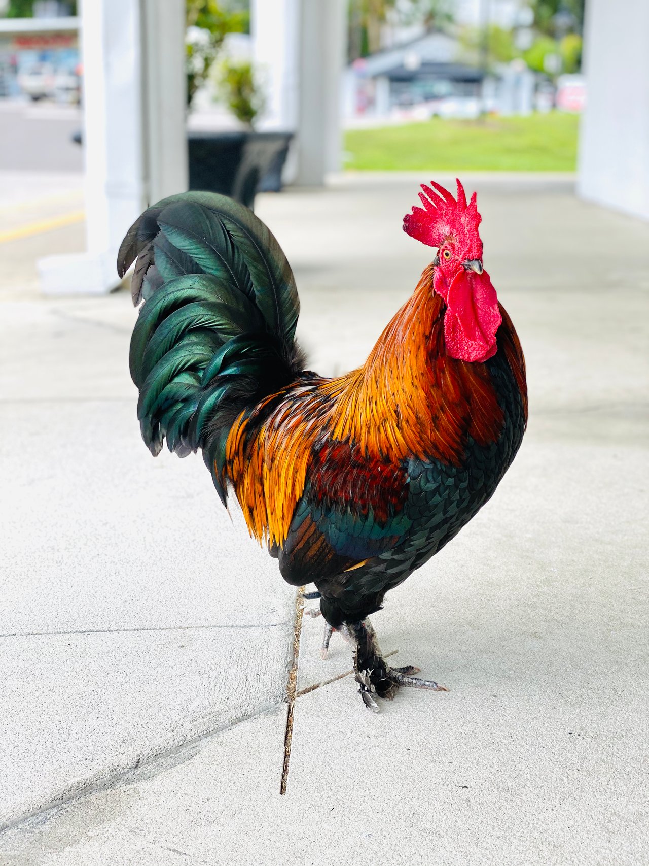 Rooster standing on sidewalk in Oviedo, Florida, near local shops and homes.
