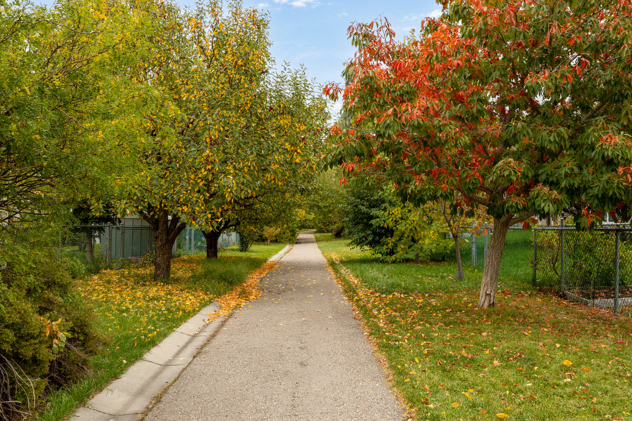 Neighborhood walking path bordered by mature trees with vivid autumn foliage.