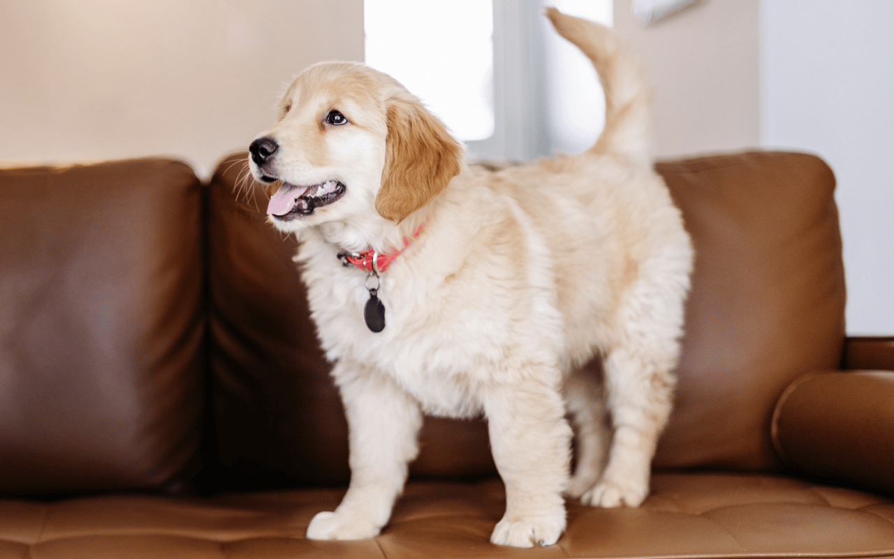  A cream-colored Golden Retriever puppy with floppy ears stands on a brown leather sofa