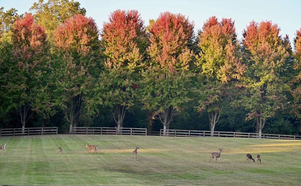 Silver Maple Manor