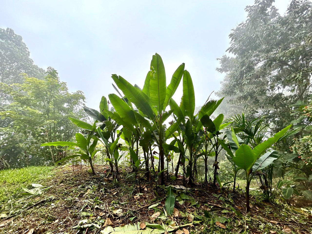 The Last of Its Kind Property in San Luis de Morete, Over 1.53 Acres