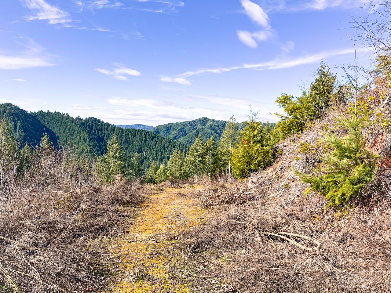 Smith River Back Woods