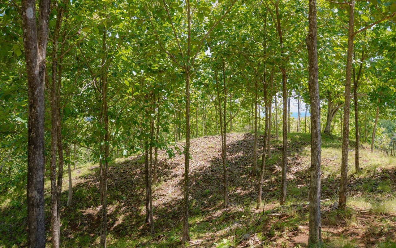 Ocean View Ridge Farm | 135-Acre Estate Near Playa Hermosa, Jacó