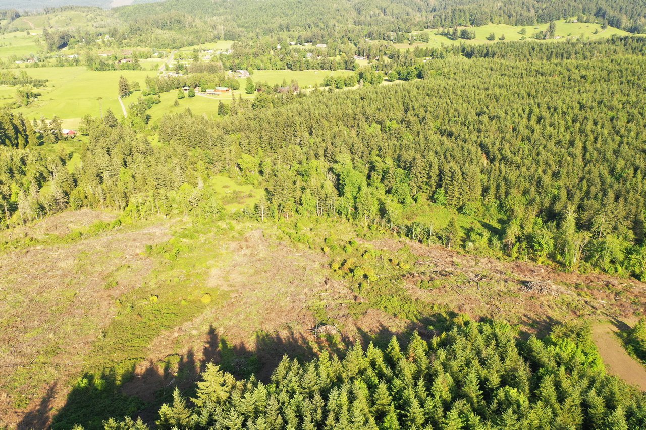 KIMBALL FOREST