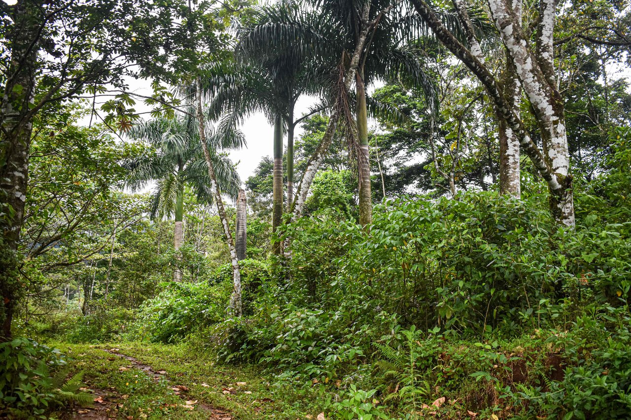 Bosque Bijagua | Prime Forest Land for Sale Near Bijagua, Costa Rica!