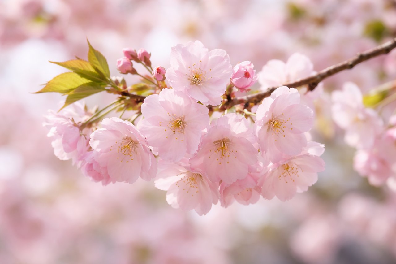 Spring events in Alpharetta and Milton Georgia 2026