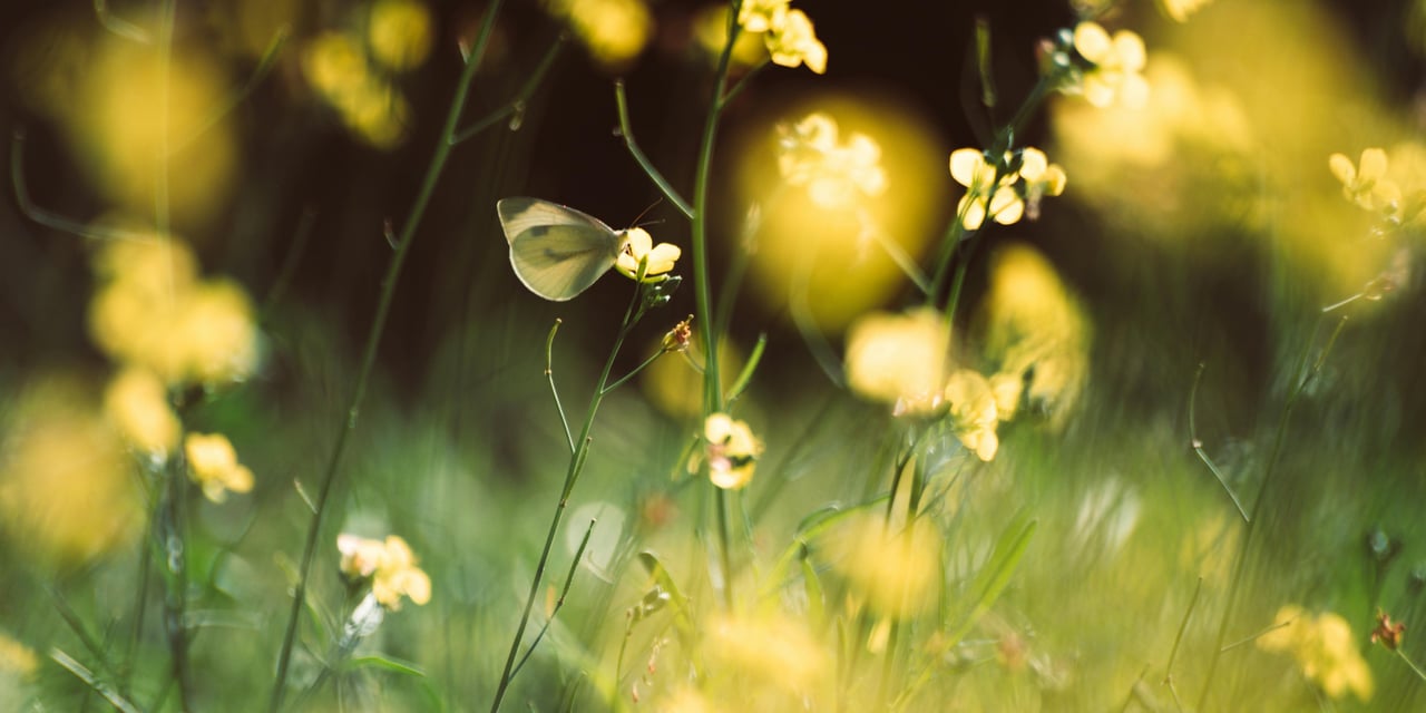 May Is  Peak Season. Here's What That Actually Means.