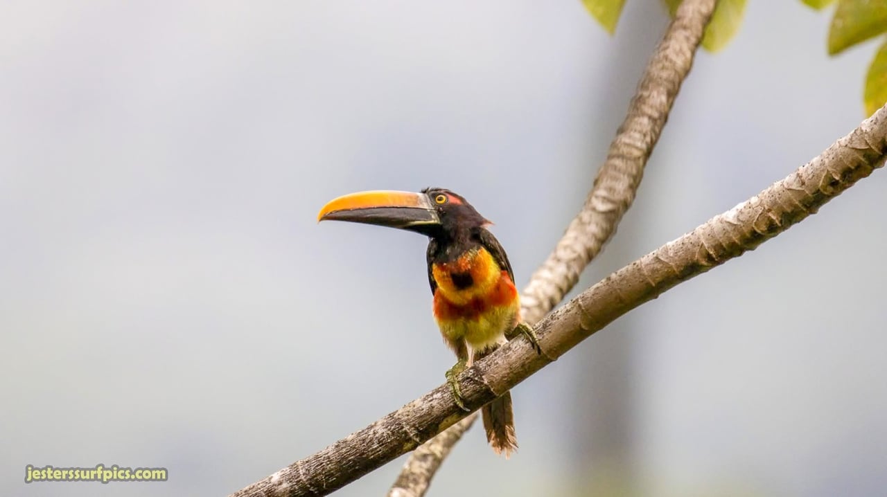 Valley of Dreams - A Beautiful Multi-Use Property Near Cacao Ridge, 10.85 Acres at a Phenomenal Price!