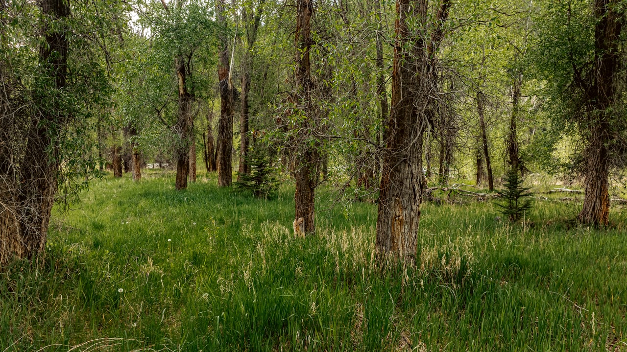Grassy meadow beneath mature trees, surrounded by dense woodland.