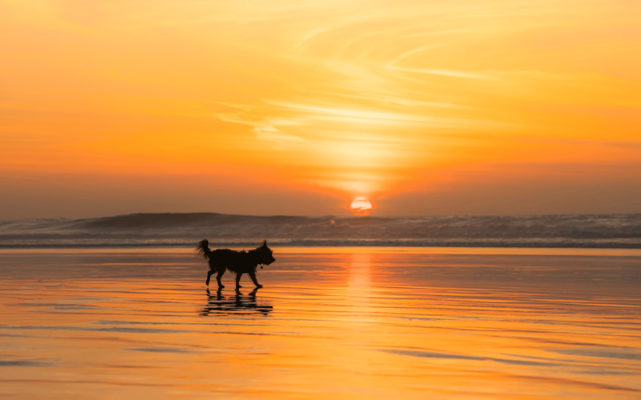 Fun with Your Pets in San Diego