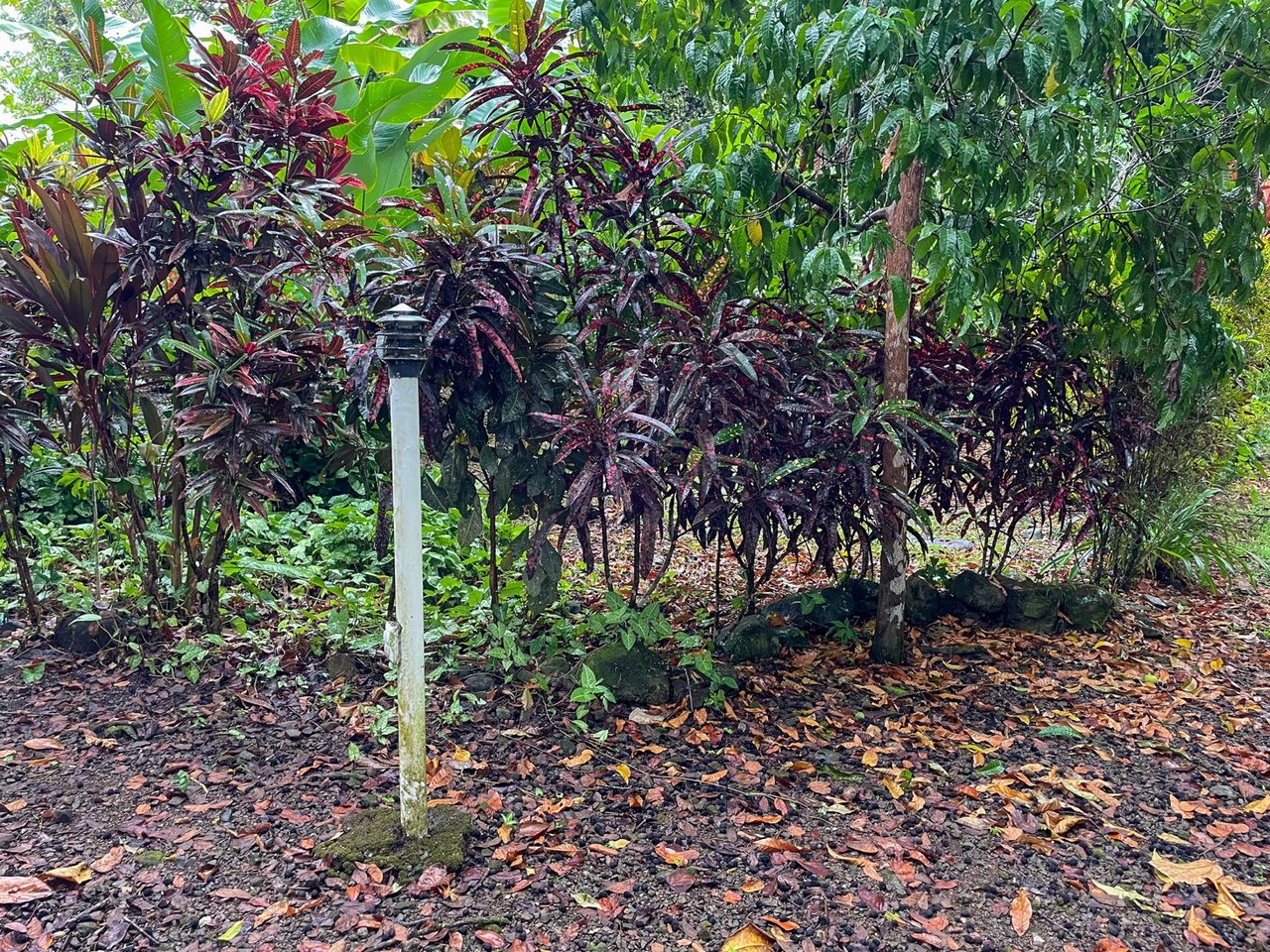 Cozy Colonial Home with Lush Gardens and Prime Commercial Prospects