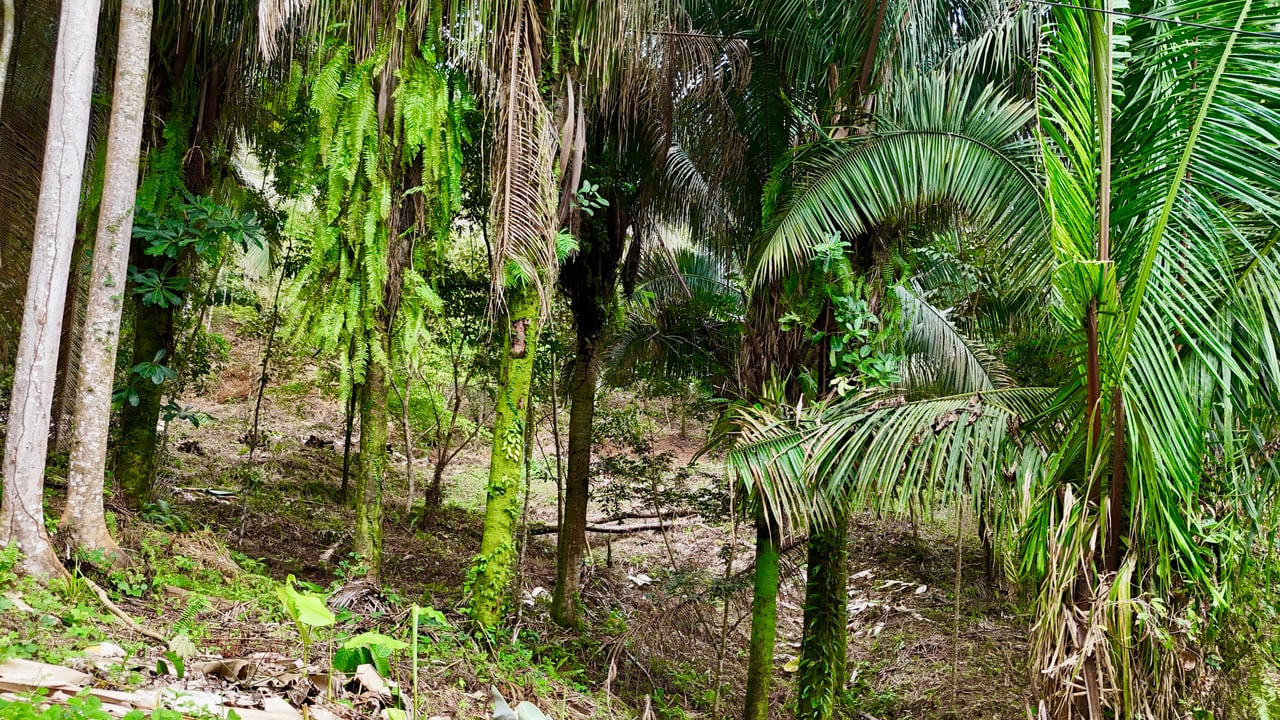 Over 1.4 Acres in Playa Hermosa – Just 5 Minutes from the Beach!