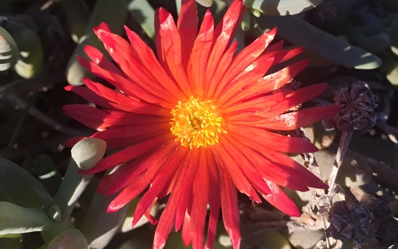 Red-orange succulent flower with a bright yellow center among fleshy green leaves.