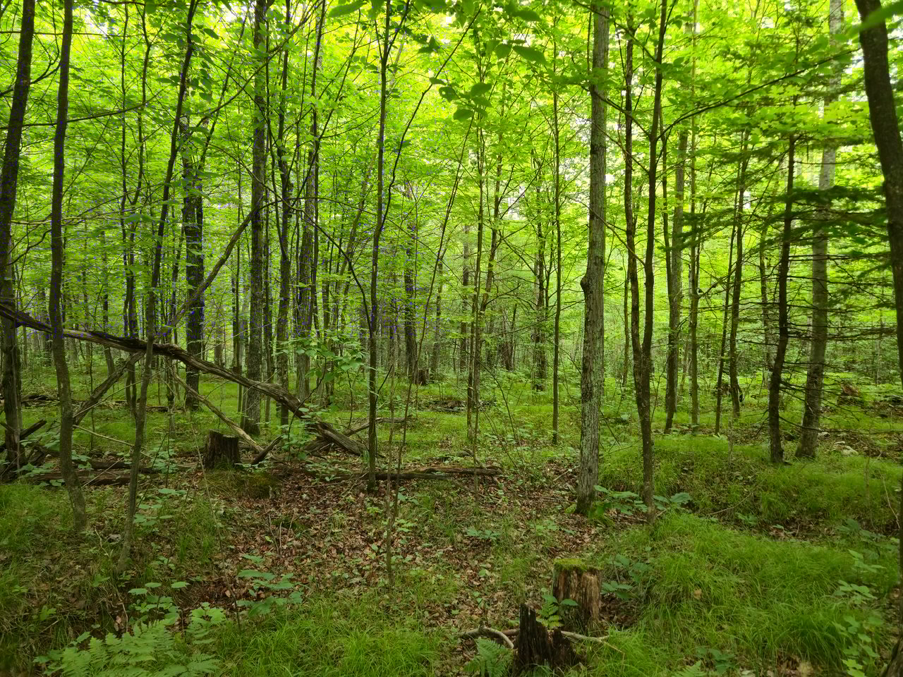 Lot 31 & 32 Woodcrest Drive
