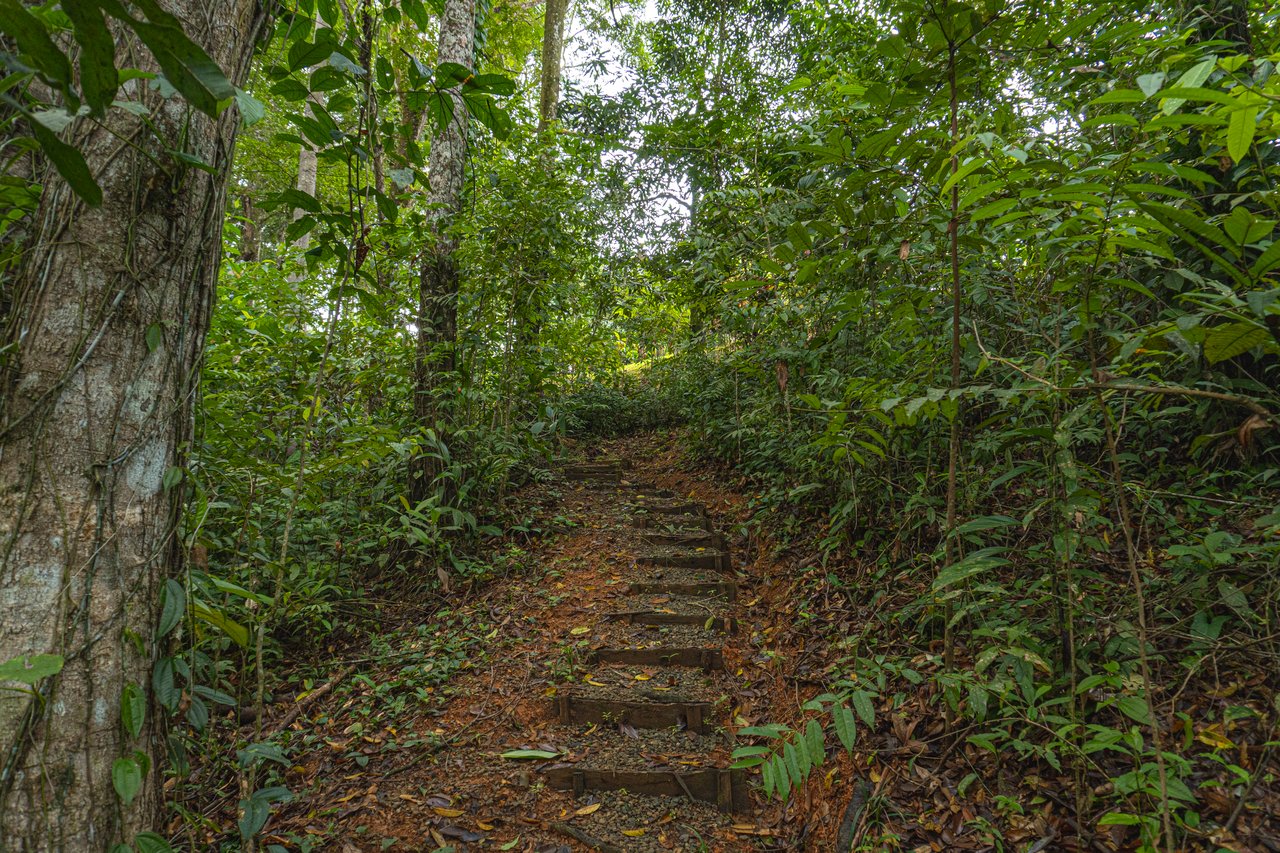 Serene Costa Rican Jungle Retreat with Waterfalls & Wildlife