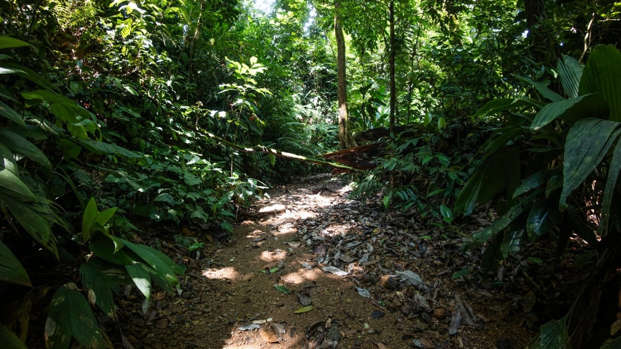Tropical Sanctuary Above Uvita: 5-Acre Jungle Estate with incredible Mountain Views