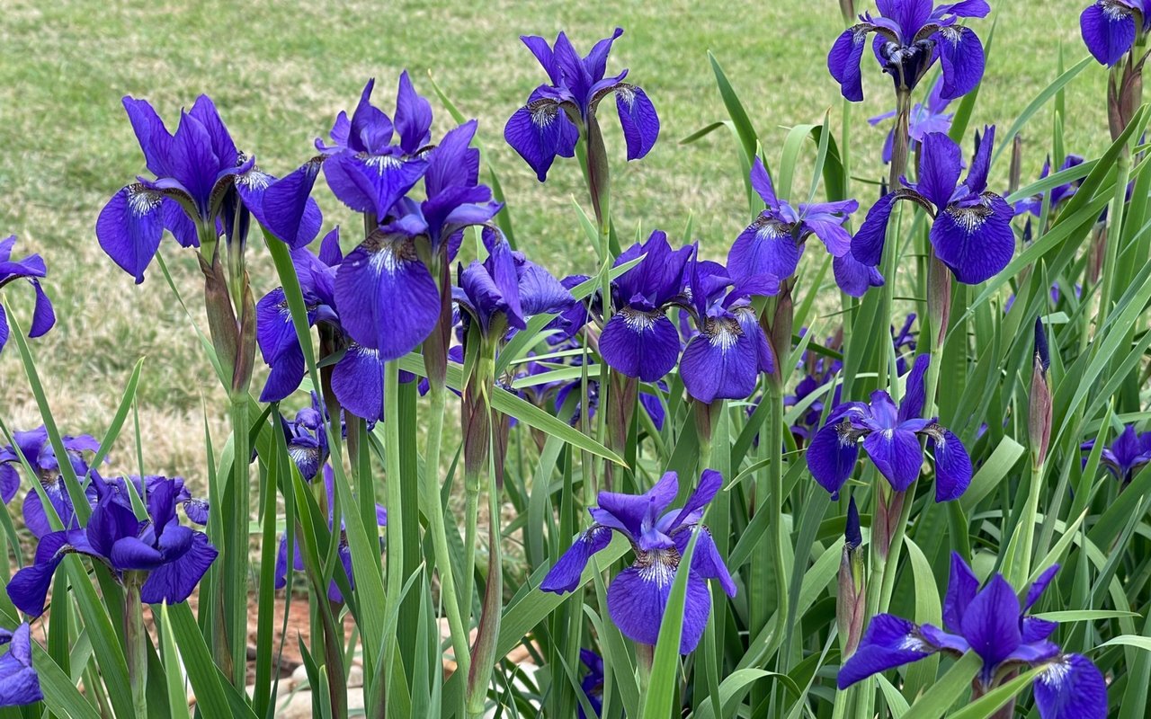 A Small Gift in a Trash Bag Becomes a Stalwart of the Garden!