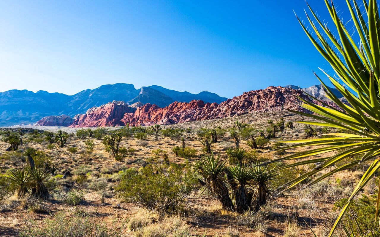 Nevada-inspired ‘no tax on tips’ policy coming to fruition after Trump megabill passes