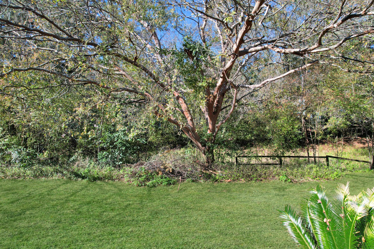 A tall tree with spreading branches stands against a backdrop of lush greenery and a blue sky. A patch of manicured grass is in the foreground, next to a palm plant.