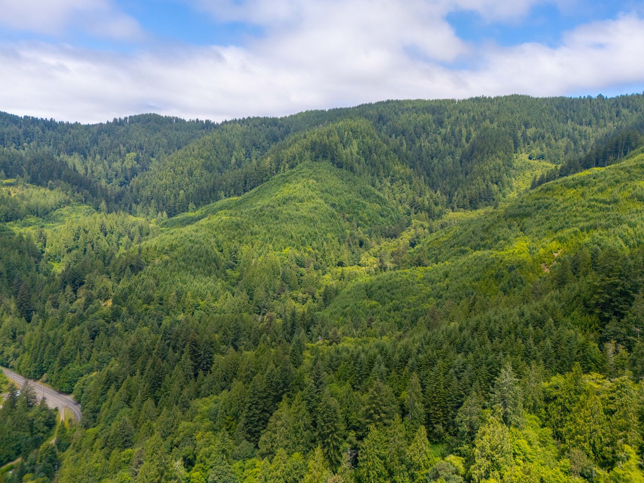 MILL CREEK FOREST