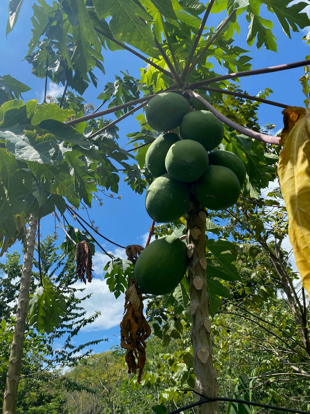 12.5 Acre property In-town for expansion, Enjoyment or Development