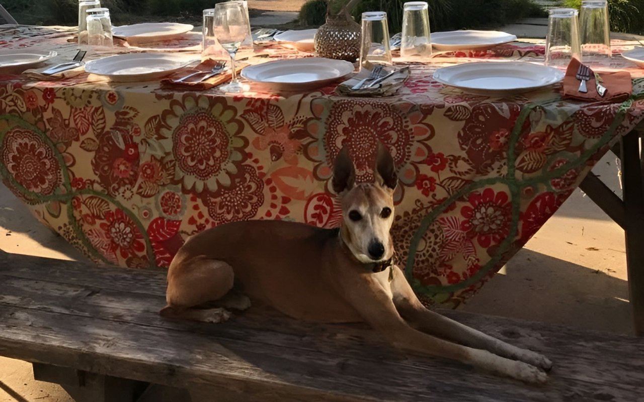 Tan dog lounging beneath a set outdoor dinner table with a colorful floral tablecloth.