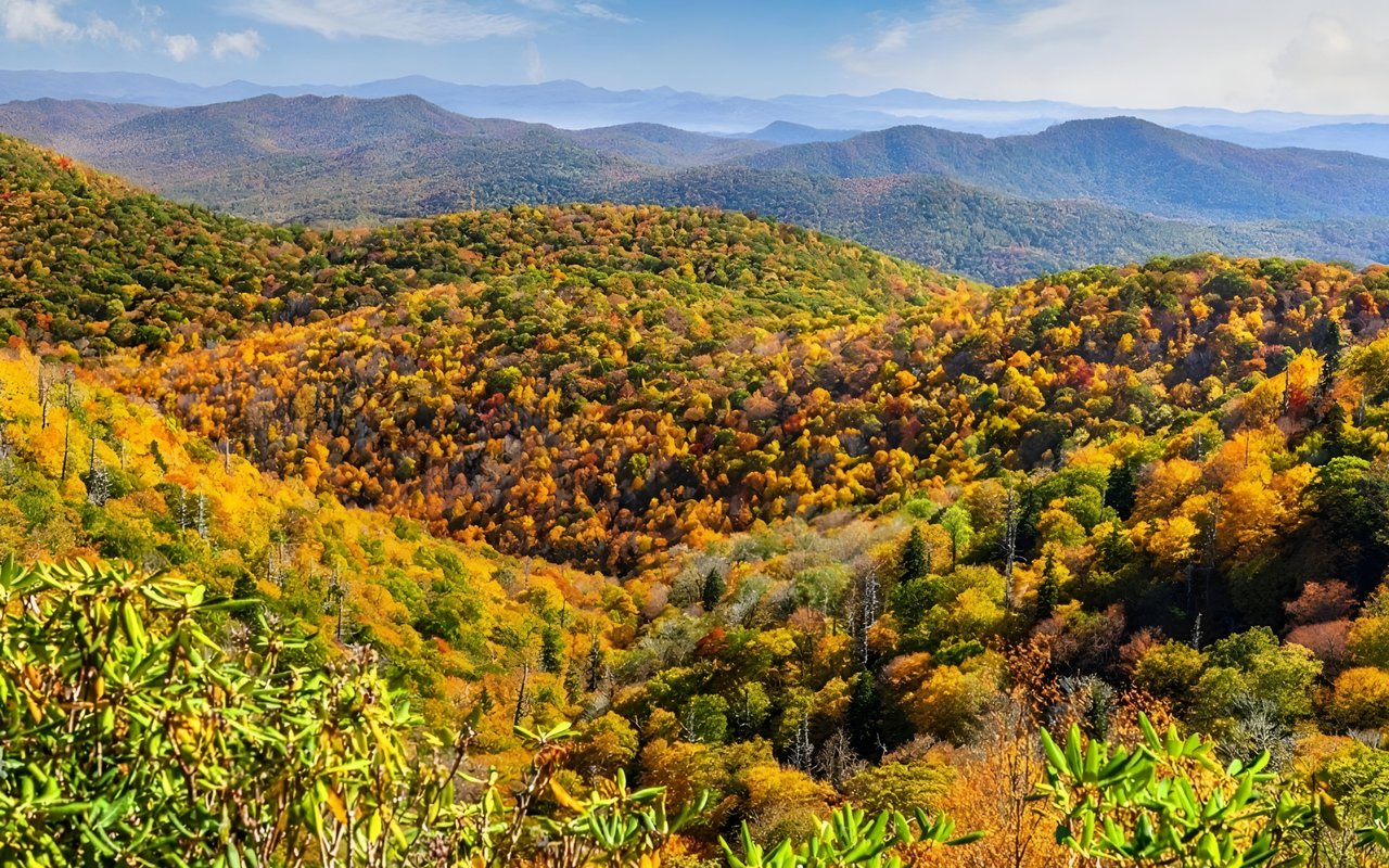 Pisgah Forest