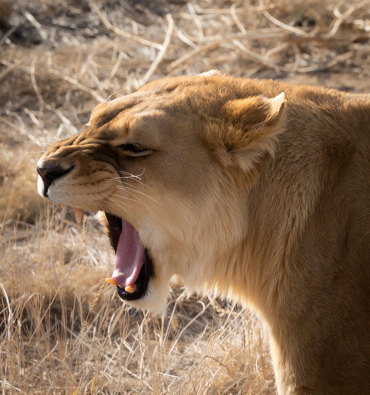Into the Wild: Monica Breckenridge’s Unforgettable Journey at The Wild Animal Sanctuary Subtitle