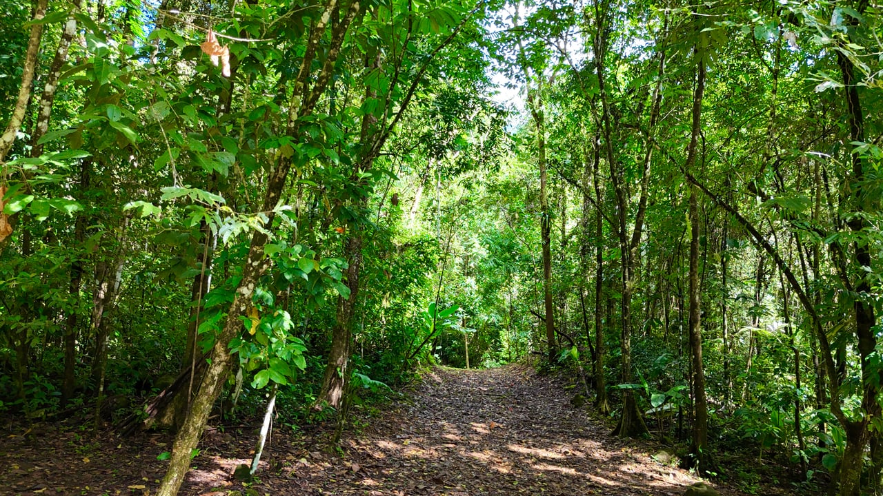 Selva Vista Estate – 5.9 Acres of Wild Beauty