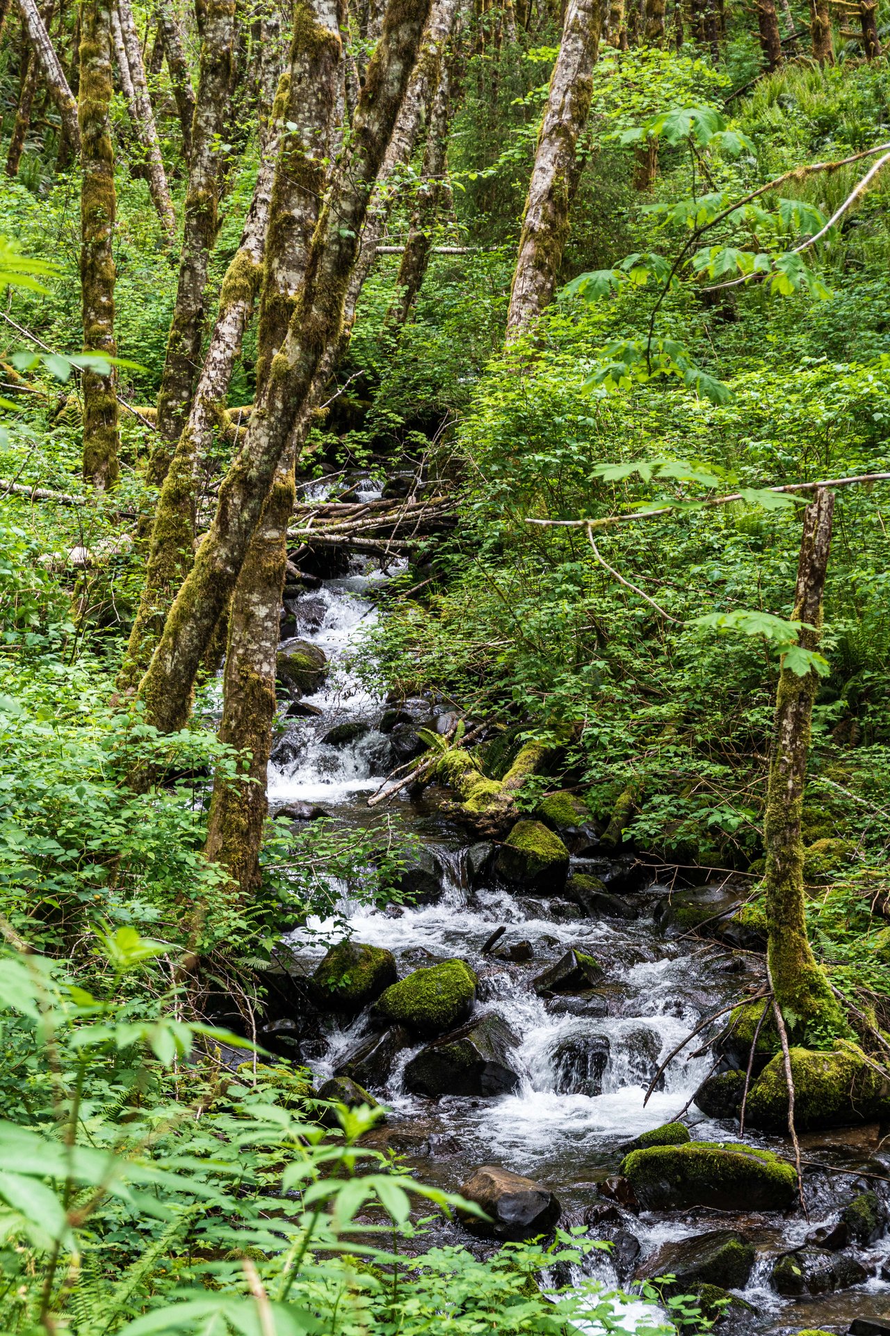 Three Rivers Conservation Project - Ensuring Roosevelt Elk Habitat