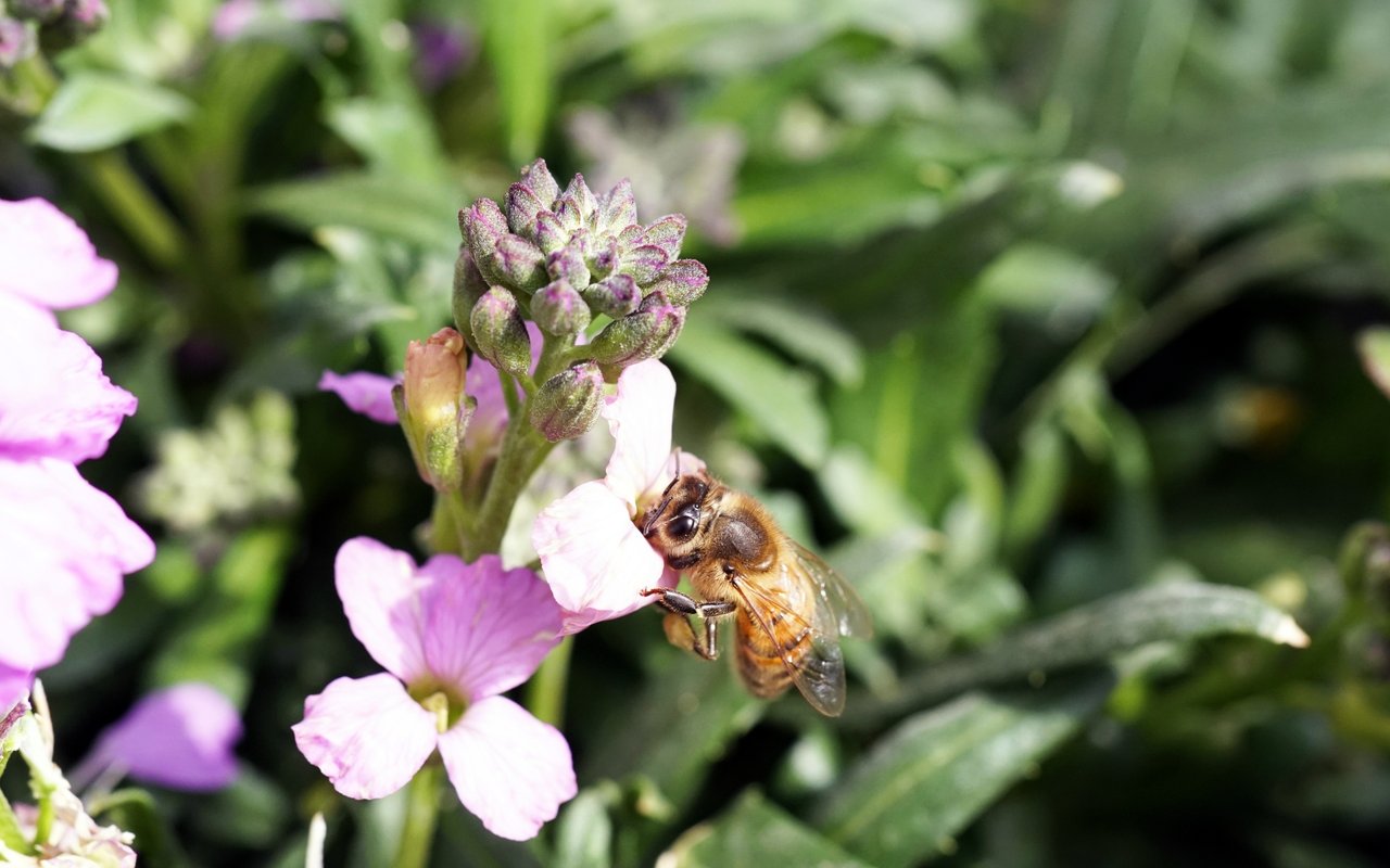Easy Tips For Growing A Pollinator Garden!