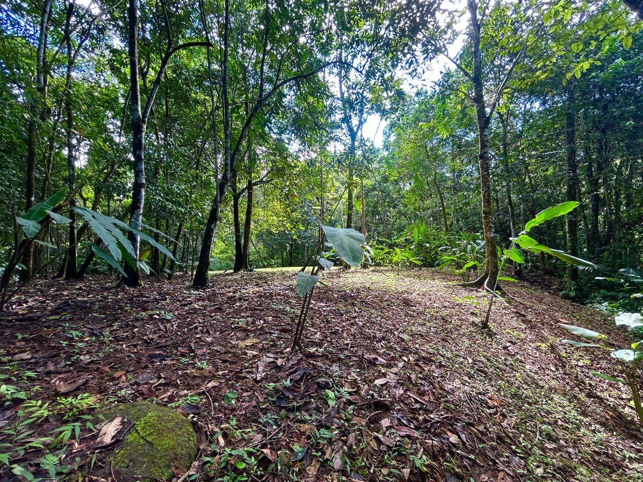 Selva Vista Estate – 5.9 Acres of Wild Beauty