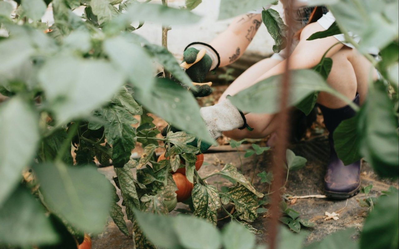 The Role of Landscaping in Boosting Your Home's Aesthetic Appeal