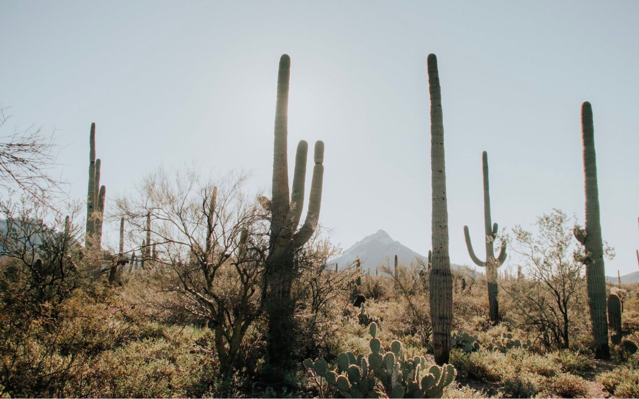 Selling a Home in Phoenix, AZ: A Comprehensive Guide to Maximizing Your Investment