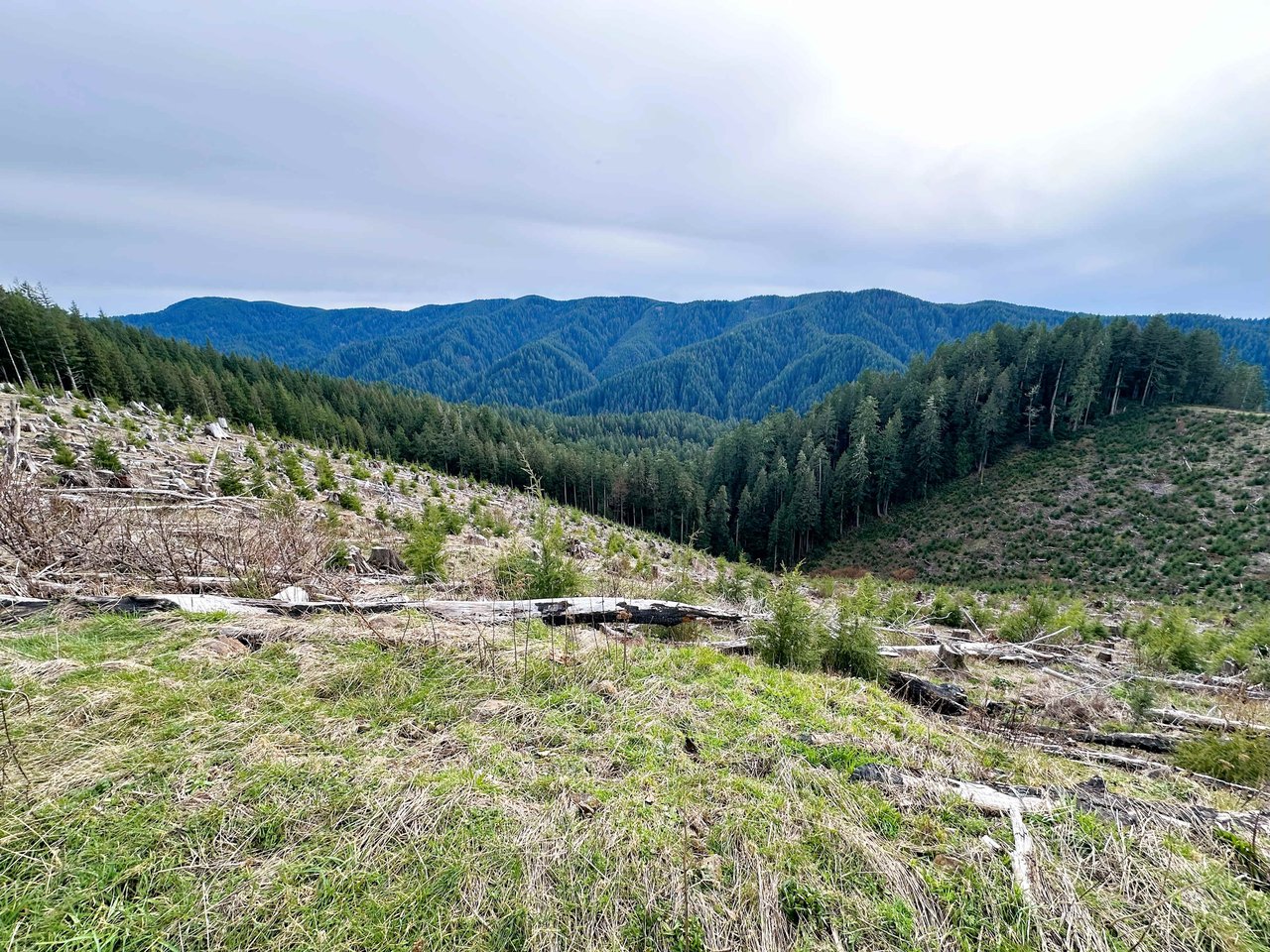 Cummins Creek Wilderness Overlook