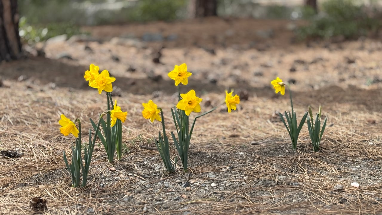 Dancing With Daffodils: Spring Arrives in Incline Village cover