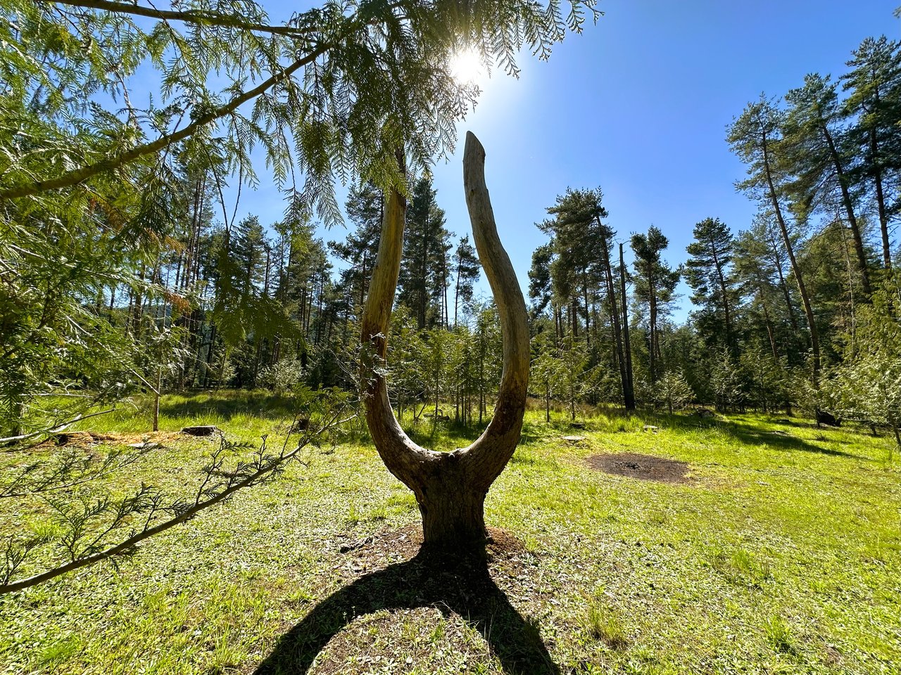 MOSBY CREEK FARM & FOREST