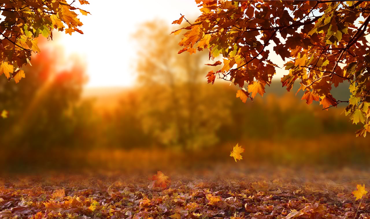 Free Autumn Bucket List Printable