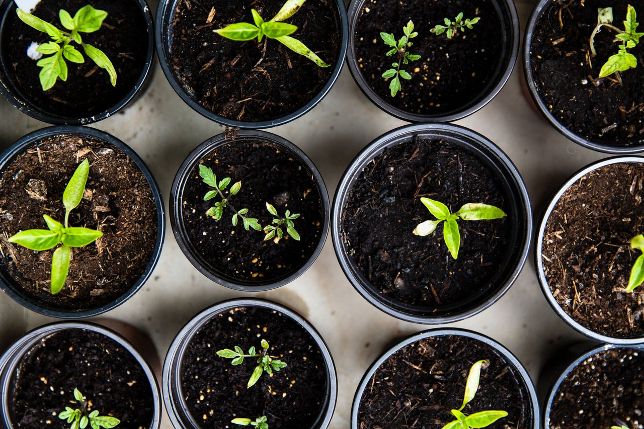 Tips for Growing a Seed Garden in your Colorado Home