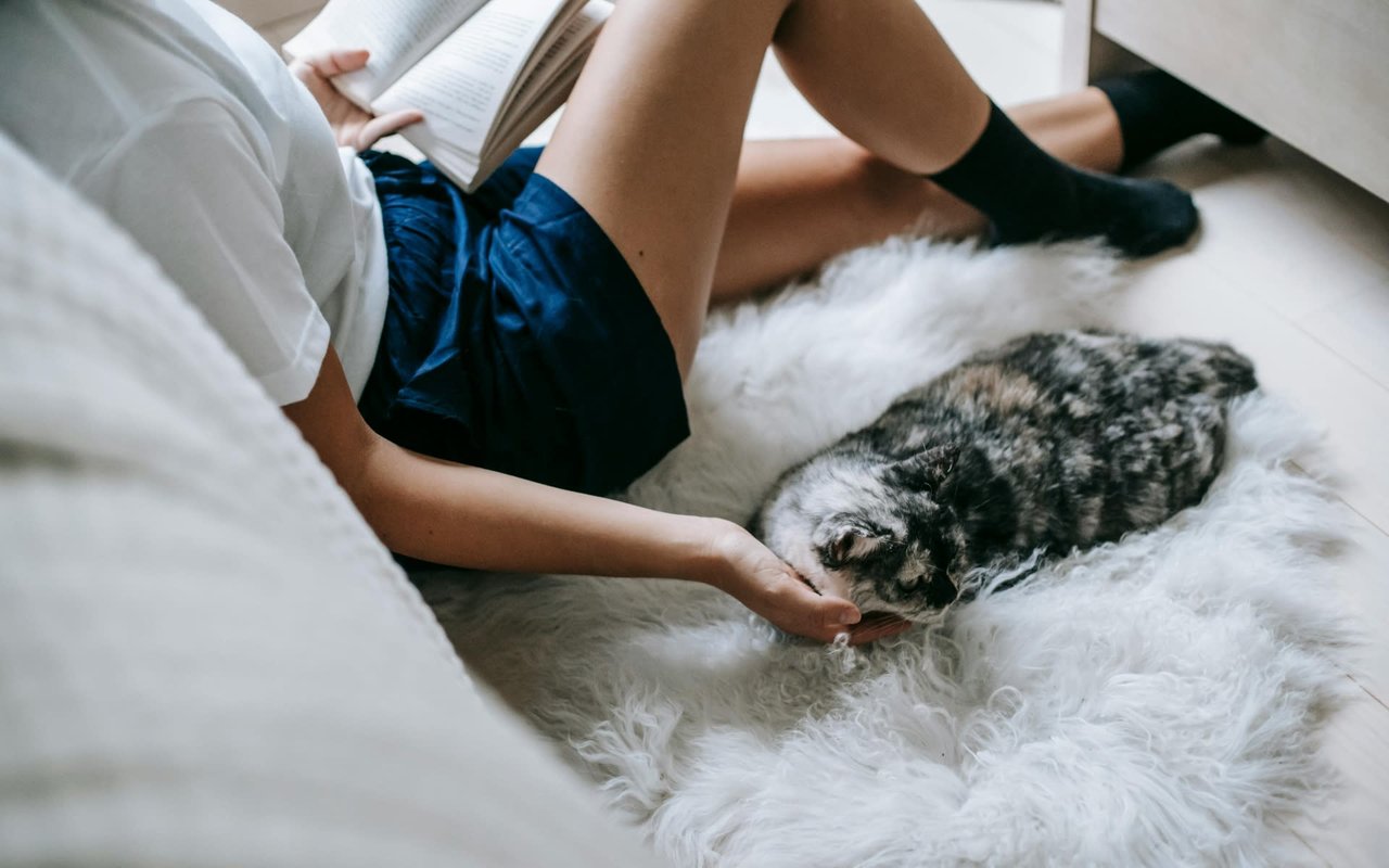 Cat Behavior Guide: What to Do When Your Indoor Cat Wants to Go Outside